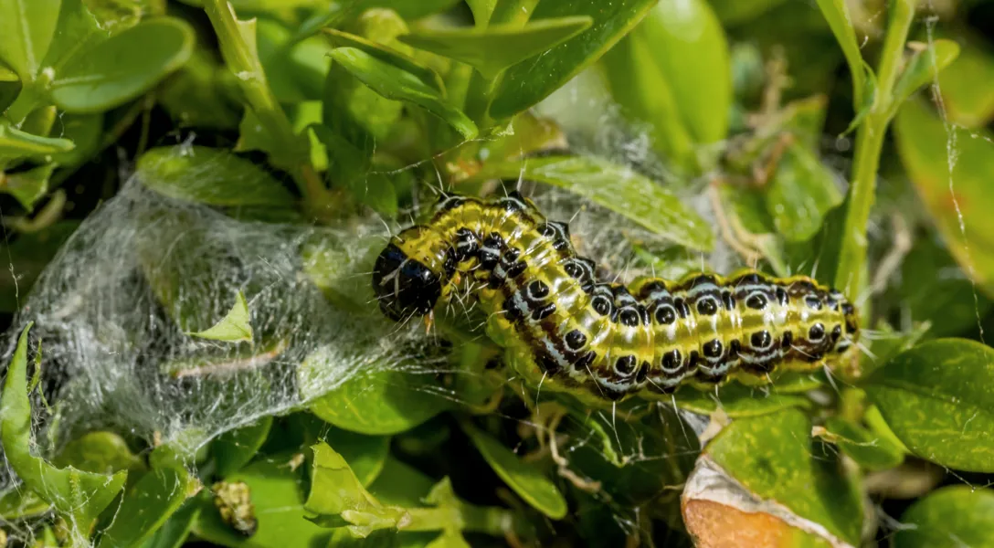 Box tree caterpillar and webbing on damaged box foliage